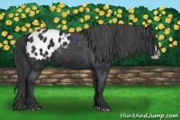 Horse Color:Black Splash Appaloosa 