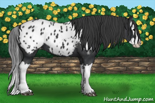 Horse Color:Black Splash Blanket