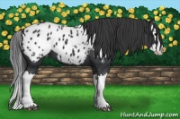 Horse Color:Black Splash Blanket 