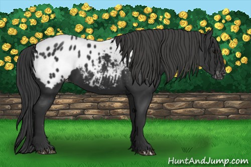 Horse Color:Black Appaloosa