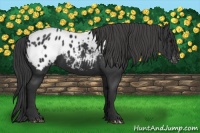 Horse Color:Black Appaloosa 
