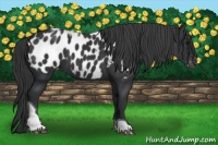 Horse Color:Black Tobiano Appaloosa 