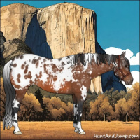 Horse Color:White Spotted Bay Ice Appaloosa 