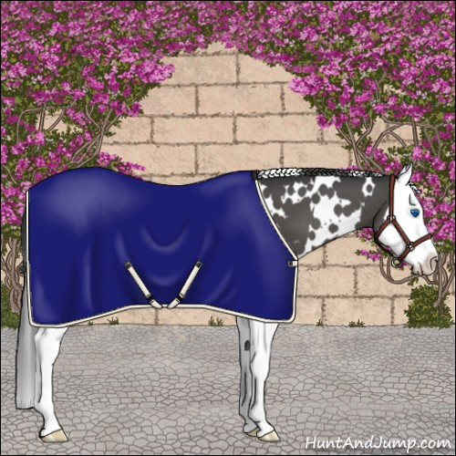Horse Color:White Spotted Black Splash Appaloosa 