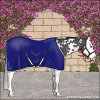 Horse Color:White Spotted Black Splash Appaloosa 