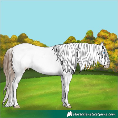 Horse Color:Bay Splash Appaloosa Rabicano 