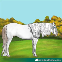 Horse Color:Bay Splash Appaloosa Rabicano