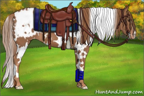 Horse Color:White Spotted Chestnut Appaloosa 