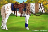 Horse Color:White Spotted Red Roan Splash Appaloosa 