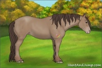 Horse Color:Classic Champagne 