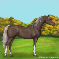 Horse Color:Silver Black 
