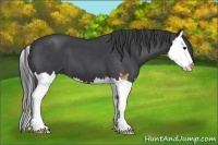 Horse Color:Blue Roan Splash 