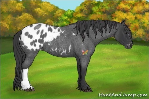 Horse Color:Blue Roan Appaloosa 