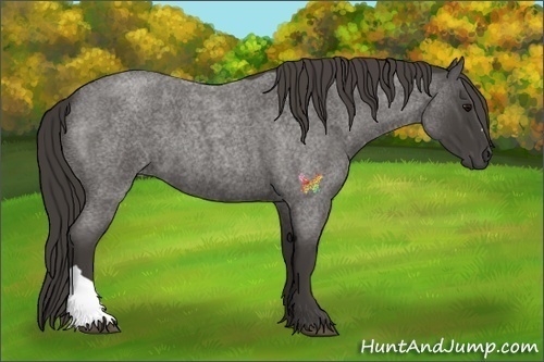 Horse Color:Smoky Blue Roan