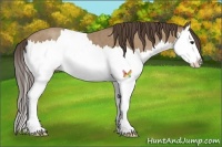 Horse Color:Classic Champagne Splash 