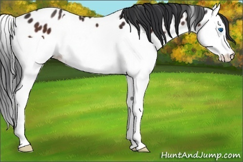 Horse Color:Brown Splash Appaloosa 