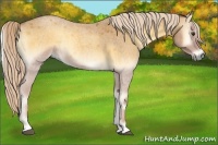 Horse Color:Palomino Roan Onyx 