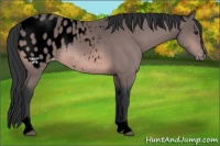 Horse Color:Void Platinum Bay Sabino Appaloosa 