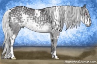 Horse Color:White Spotted Silver Smoky Grullo Chinchilla 