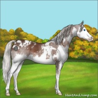 Horse Color:White Spotted Silver Black Splash 