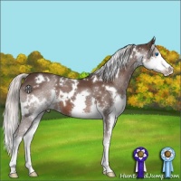 Horse Color:White Spotted Silver Black Splash 