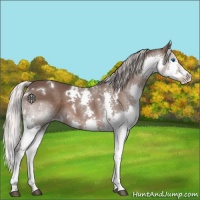 Horse Color:White Spotted Silver Black Splash 