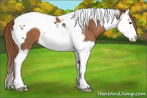Horse Color:Chestnut Splash Tobiano 