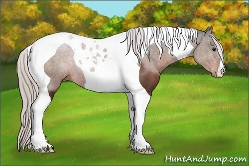 Horse Color:Silver Brown Tobiano