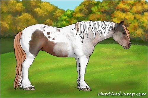 Horse Color:Liver Chestnut Tobiano 