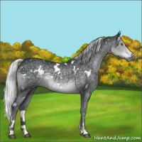 Horse Color:White Spotted Silver Black Chinchilla