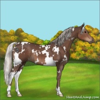 Horse Color:White Spotted Silver Black 