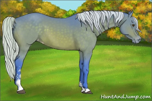 Horse Color:Watercolor Silver Brown Sabino Appaloosa 