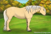 Horse Color:Palomino 