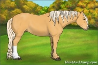 Horse Color:Palomino 