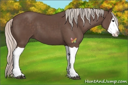 Horse Color:Silver Black Splash