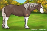 Horse Color:Silver Black Splash 