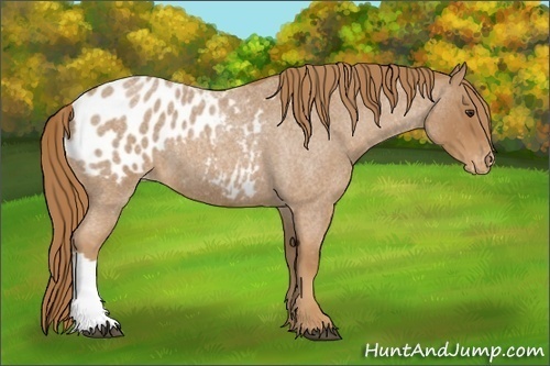 Horse Color:Red Roan Appaloosa