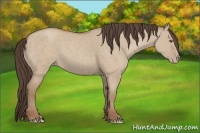 Horse Color:Classic Champagne Dun 