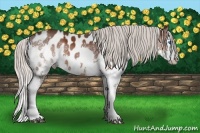 Horse Color:White Spotted Silver Brown Splash Tobiano Appaloosa 