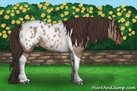 Horse Color:Buckskin Dun Tobiano Blanket 
