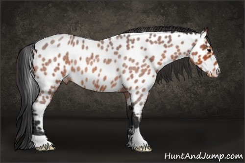 Horse Color:Bay Roan Appaloosa 