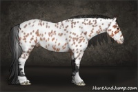 Horse Color:Bay Roan Appaloosa 
