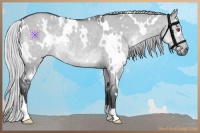 Horse Color:White Spotted Silver Grullo Chinchilla 