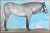 Horse Color:Silver Blue Chinchilla Roan 