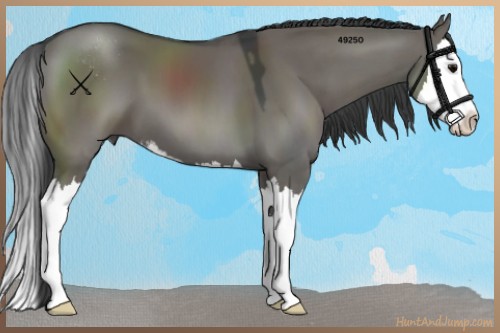 Horse Color:Grullo Sabino Splash 