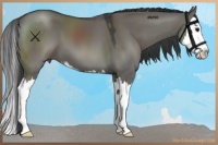 Horse Color:Grullo Sabino Splash 