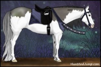 Horse Color:Grullo Sabino Splash 