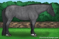 Horse Color:Blue Roan 