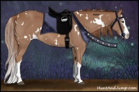 Horse Color:White Spotted Chestnut Splash 