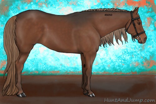 Horse Color:Liver Chestnut 